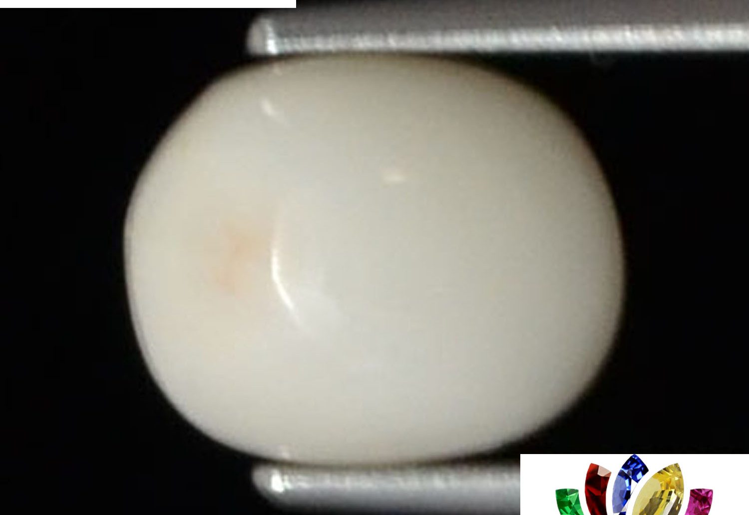 White Coral 2.7 Ct.