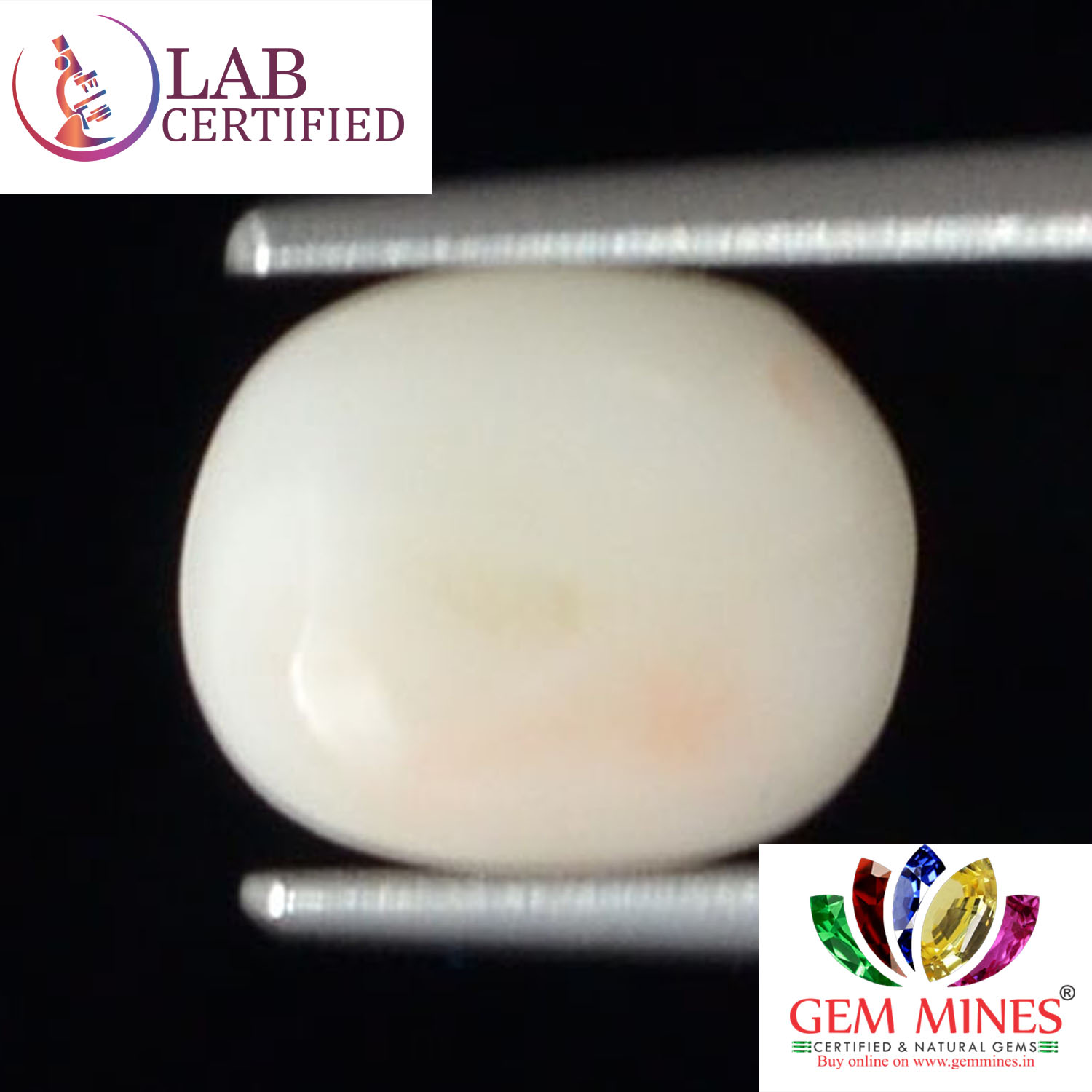 WC334 2 White Coral 2.7 Ct.