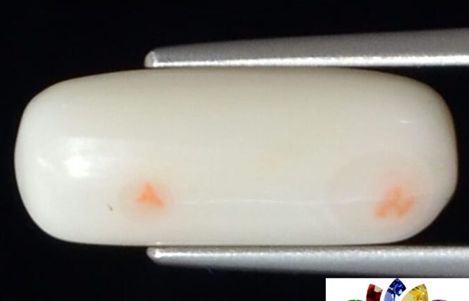 WC339 1 e1680695983352 White Coral 4.4 Ct.