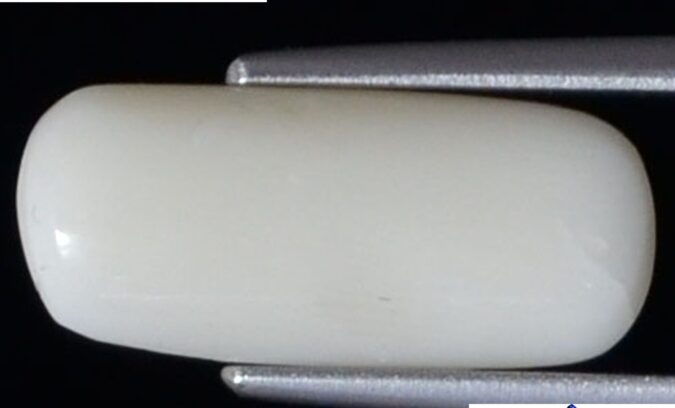 WC342 1 e1680696348716 White Coral 2.92 Ct.