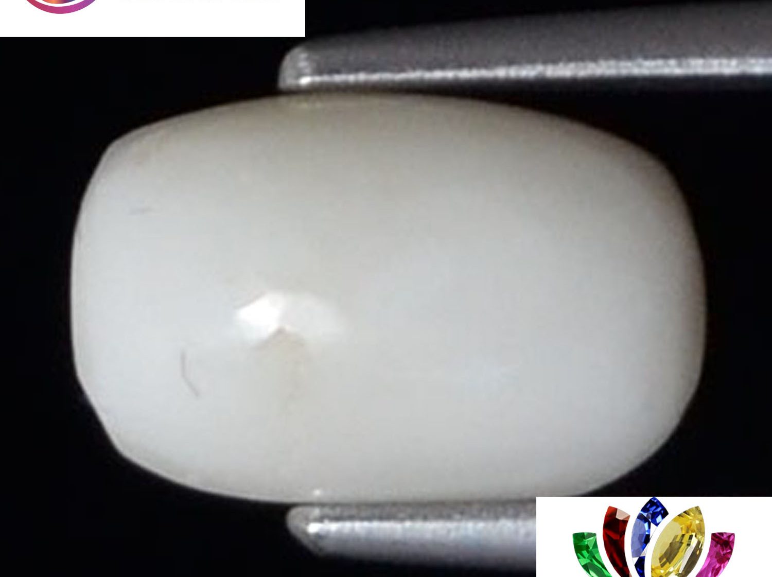 White Coral 2.62 Ct.