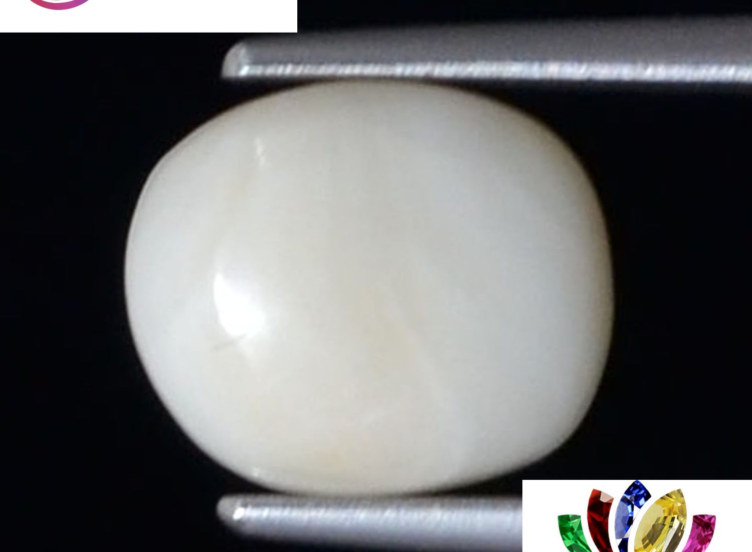 White Coral 2.84 Ct.