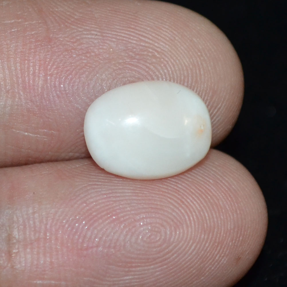 WC356 3 White Coral 3.66 Ct.