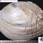 Mother of Pearl (MOP) 131-151 Gms.