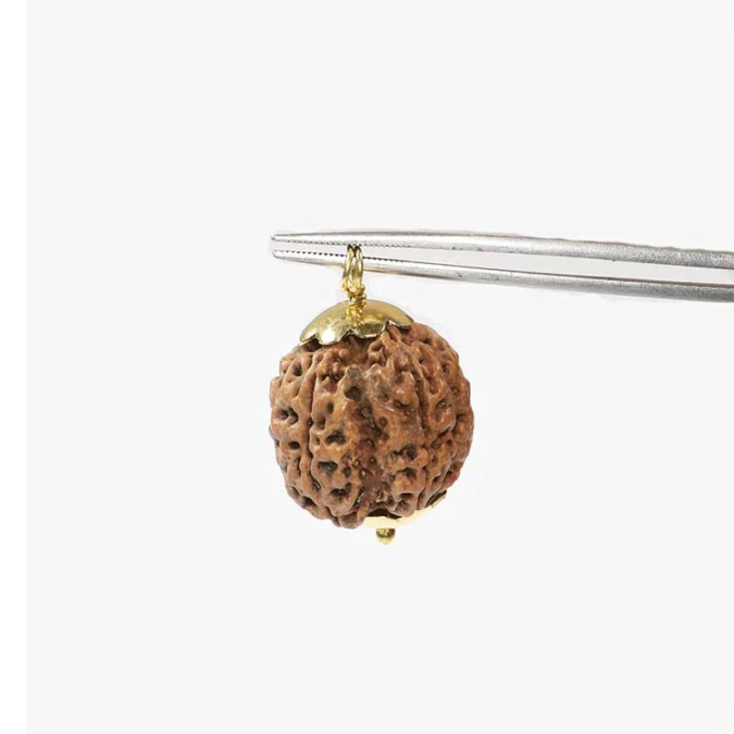 RDRFIVE14 1 1 Natural 5 Mukhi Rudraksha / Pendant