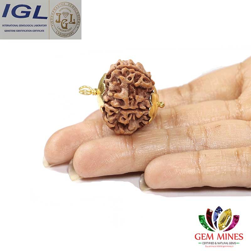 RDRFIVE14 2 1 Natural 5 Mukhi Rudraksha / Pendant