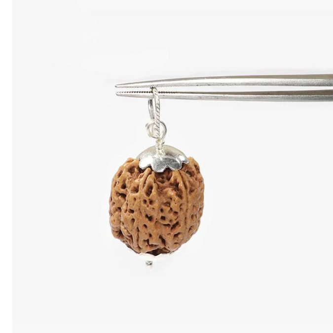 RDRFIVE15 1 1 Natural 5 Mukhi Rudraksha / Pendant