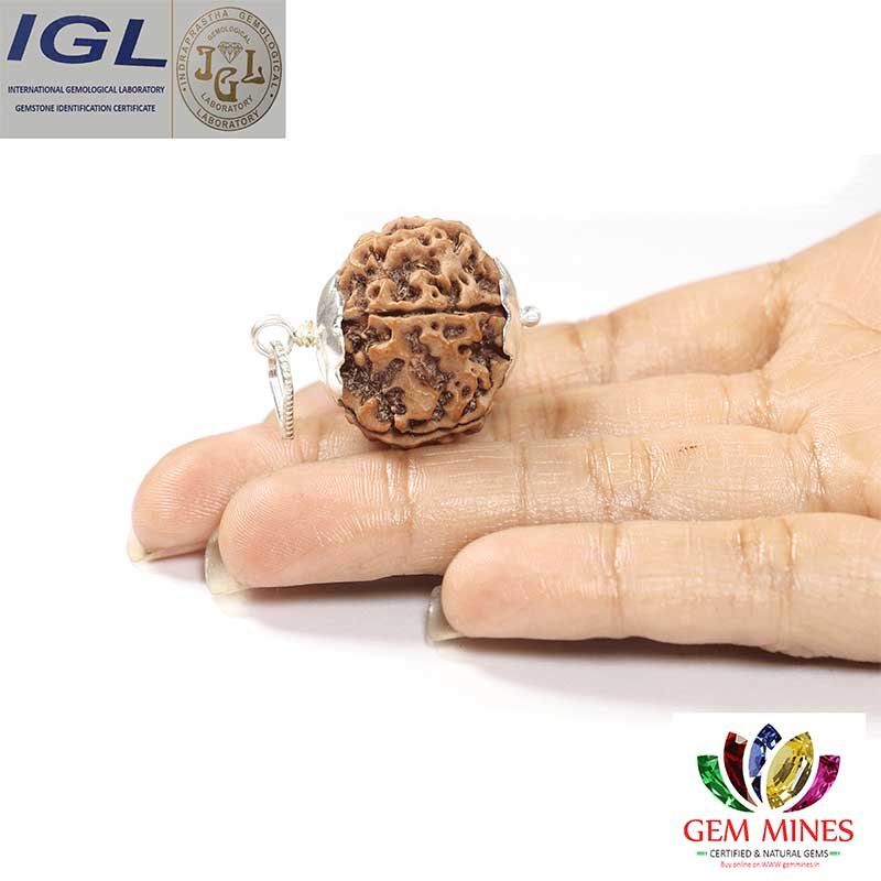RDRFIVE15 2 1 Natural 5 Mukhi Rudraksha / Pendant