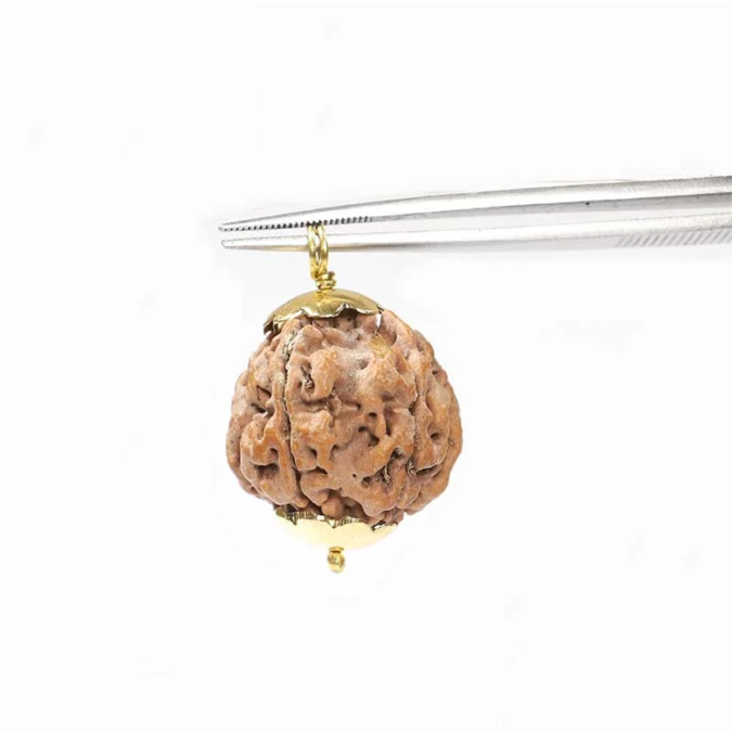 RDRFIVE18 1 1 Natural 5 Mukhi Rudraksha / Pendant
