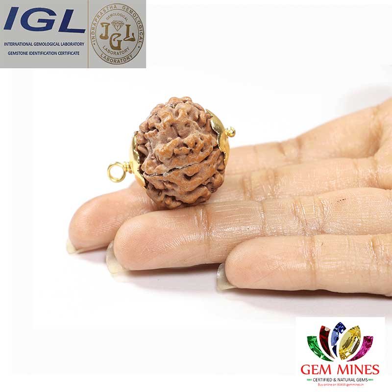 RDRFIVE18 2 1 Natural 5 Mukhi Rudraksha / Pendant