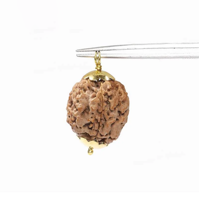 RDRFIVE19 1 1 Natural 5 Mukhi Rudraksha / Pendant