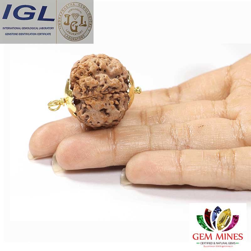 RDRFIVE19 2 1 Natural 5 Mukhi Rudraksha / Pendant
