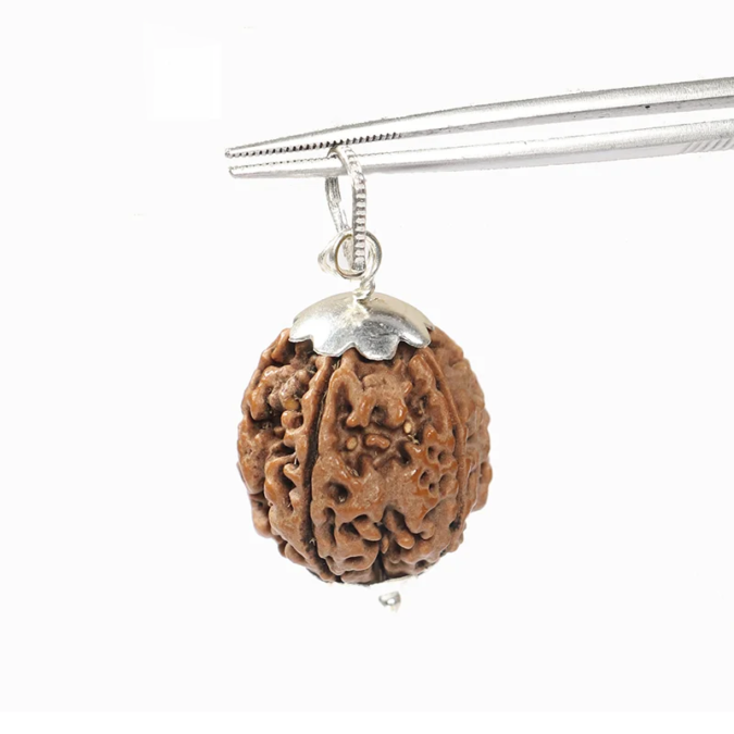 RDRFIVE20 1 1 Natural 5 Mukhi Rudraksha / Pendant
