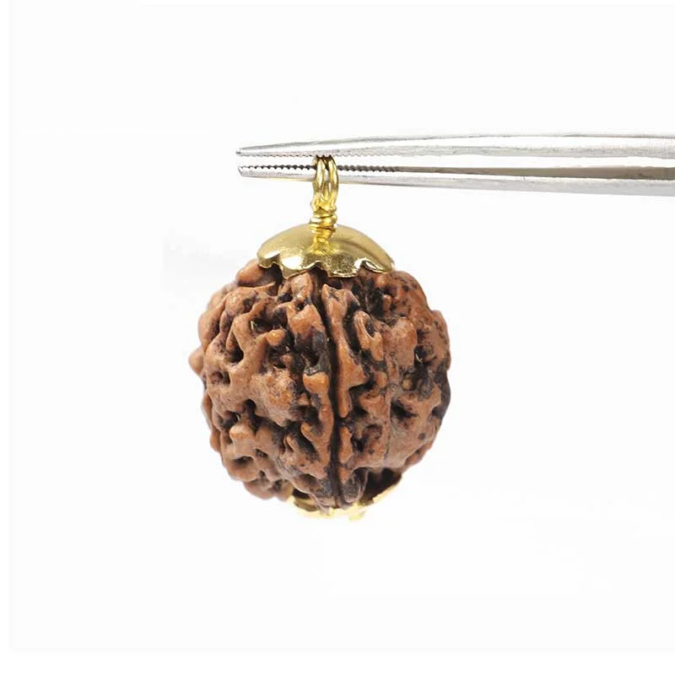 RDRFIVE21 1 1 Natural 5 Mukhi Rudraksha / Pendant