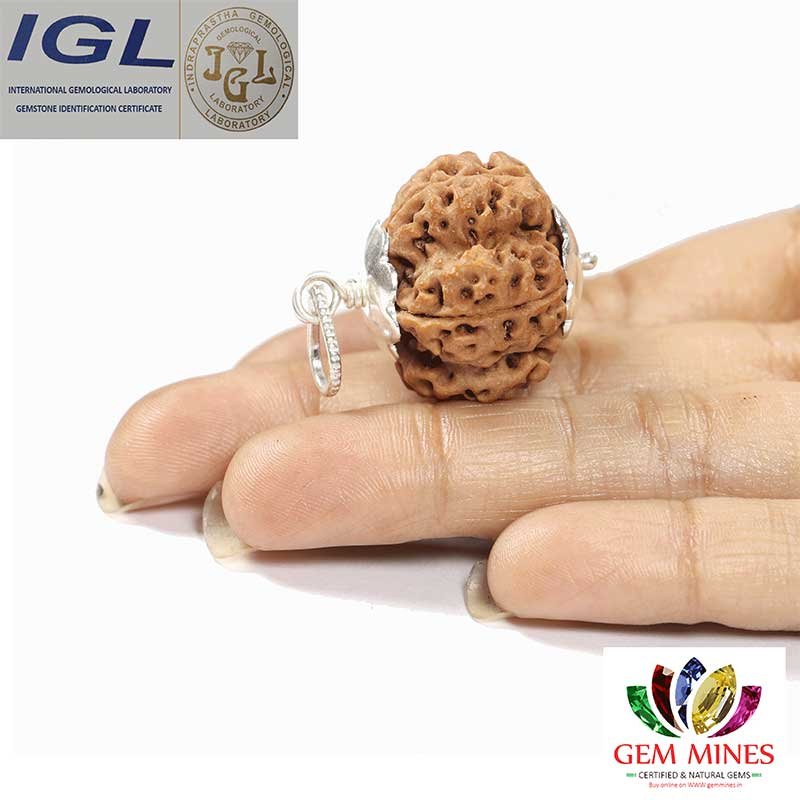 RDRFIVE23 2 1 Natural 5 Mukhi Rudraksha / Pendant