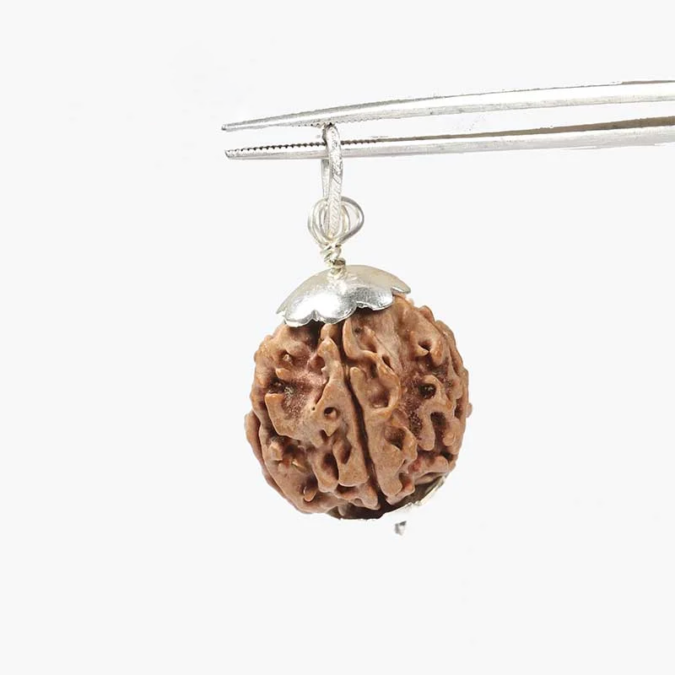 RDRFIVE33 1 1 Natural 5 Mukhi Rudraksha / Pendant