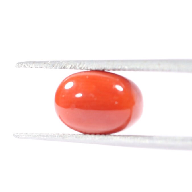 CRL5504 1 1 CORAL 3.1 Ct.