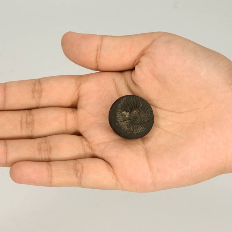 14 Natural Shaligram