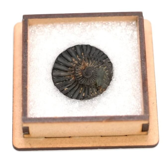 15 1 Natural Shaligram