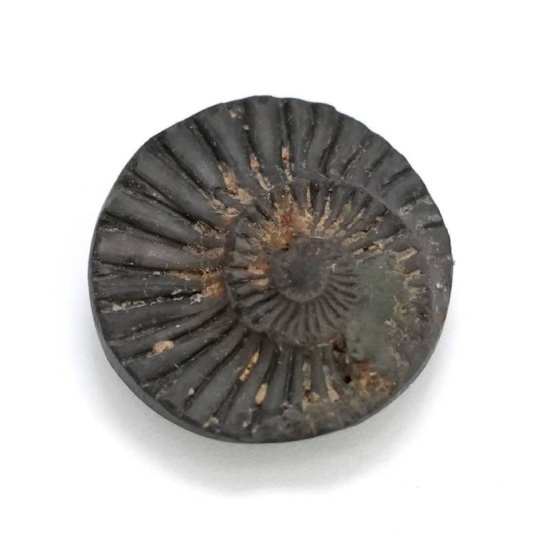 16 Natural Shaligram