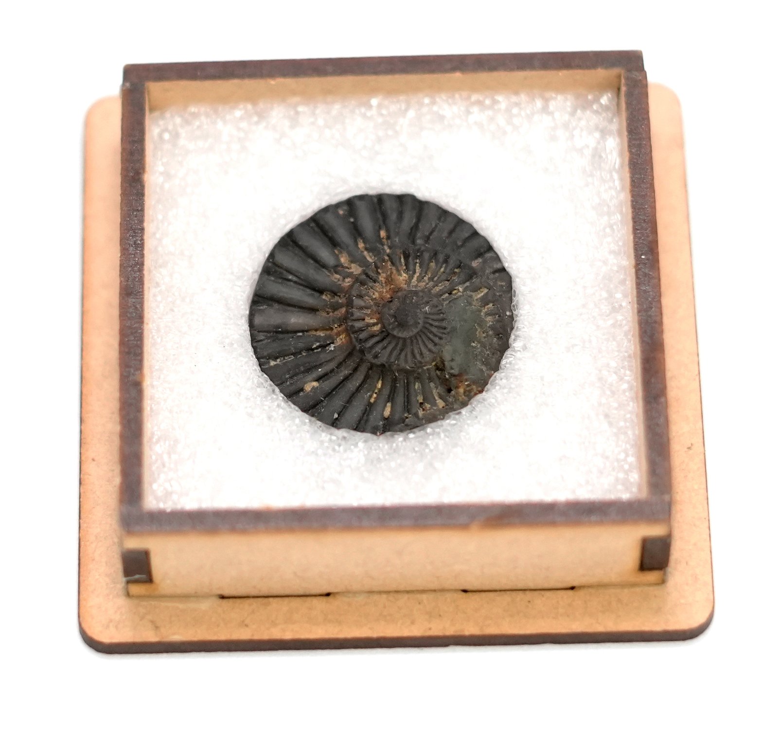 Shaligram a Natural Shaligram