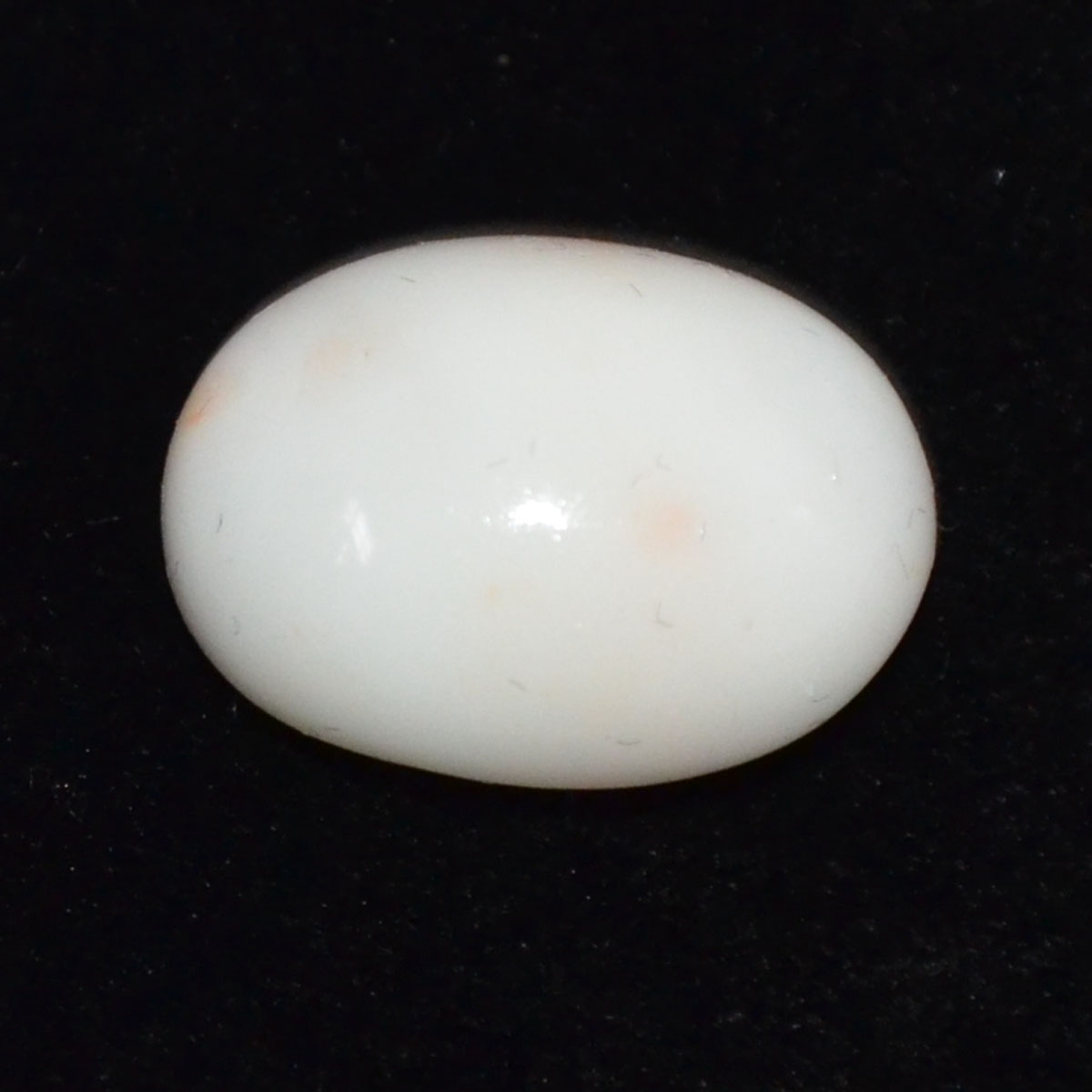 CORAL 14 Ct.