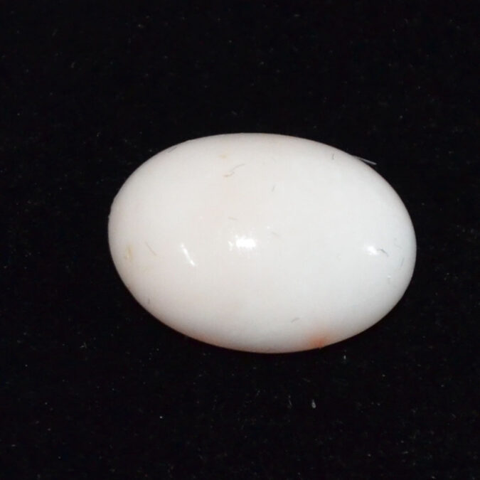 CRLG6029 CORAL 6.91 Ct.