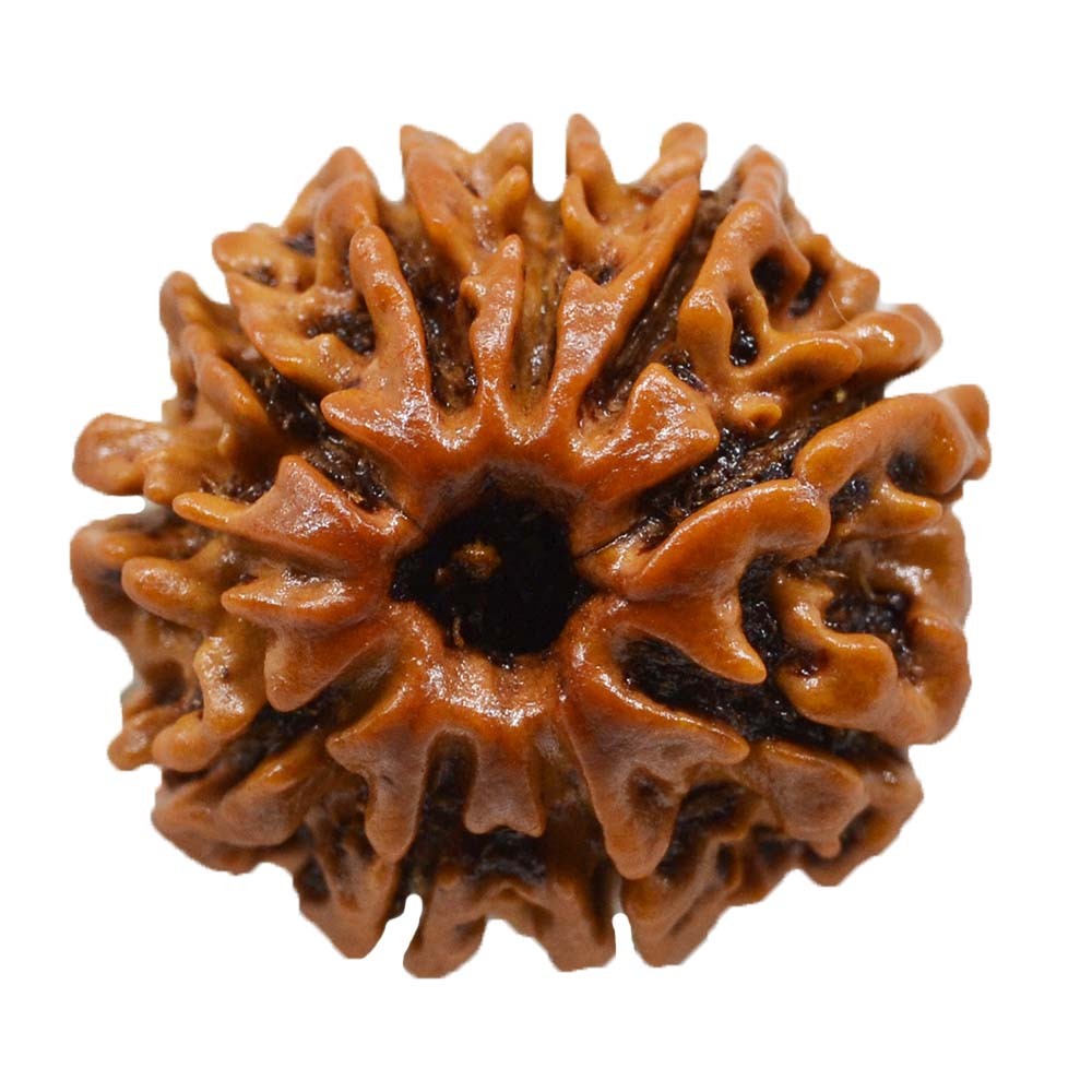 10 MUKHI collector 1 10 MUKHI RUDRAKSHA Collector