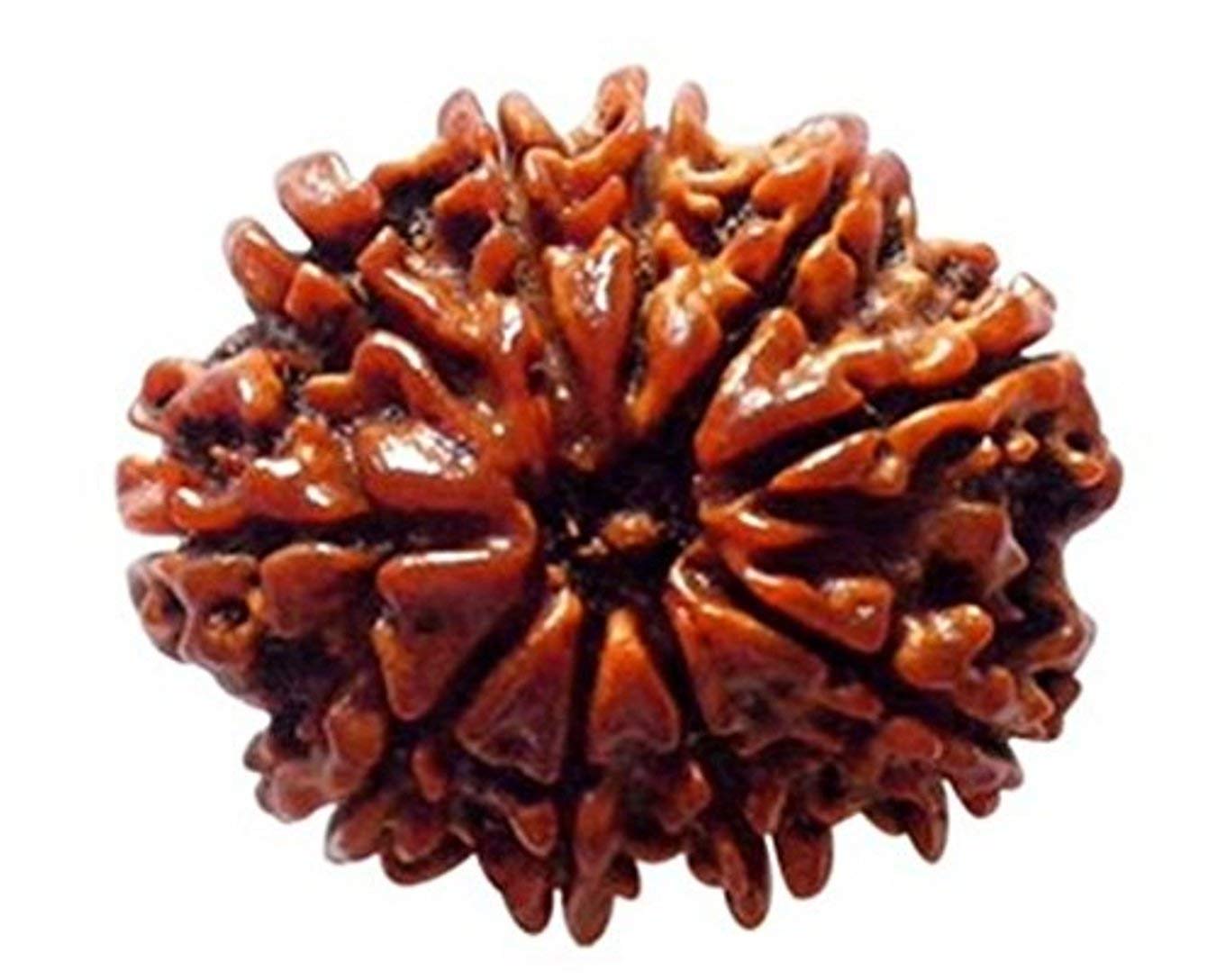 10 MUKHI RUDRAKSHA Unique 3 10 MUKHI unique 10 MUKHI RUDRAKSHA Unique