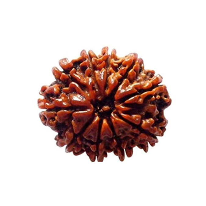 10 MUKHI RUDRAKSHA Unique 1 10 Mukhi Unqiue 10 MUKHI RUDRAKSHA Unique