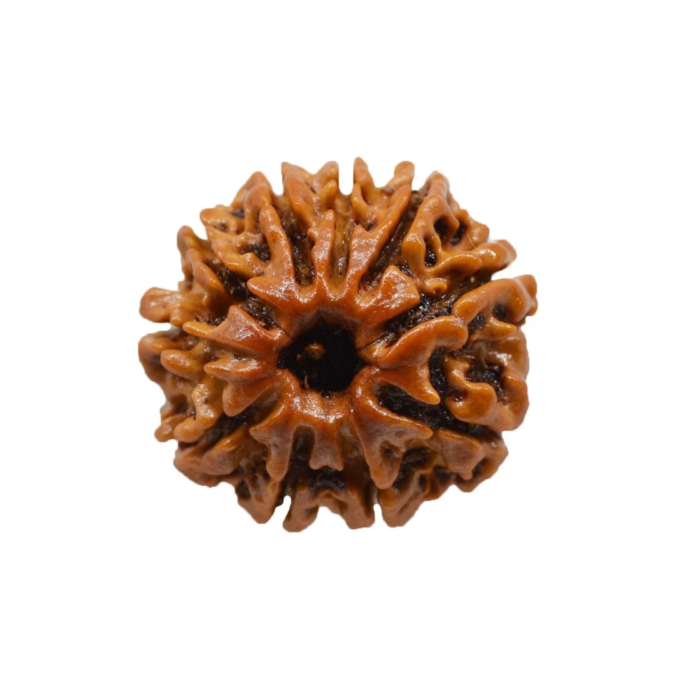 10 Mukhi collector 10 MUKHI RUDRAKSHA Collector