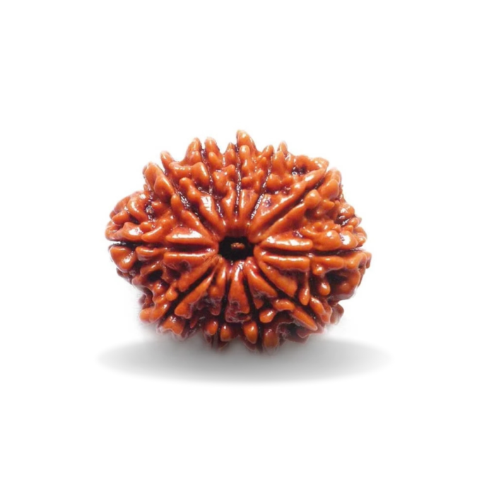 11 MUKHI RUDRAKSHA Collector 1 11 Mukhi collector 11 MUKHI RUDRAKSHA Collector