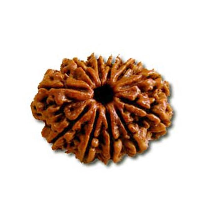 13 MUKHI premium 13 MUKHI RUDRAKSHA Premium