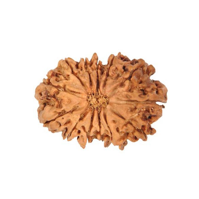13 MUKHI unique pg 13 MUKHI RUDRAKSHA Unique