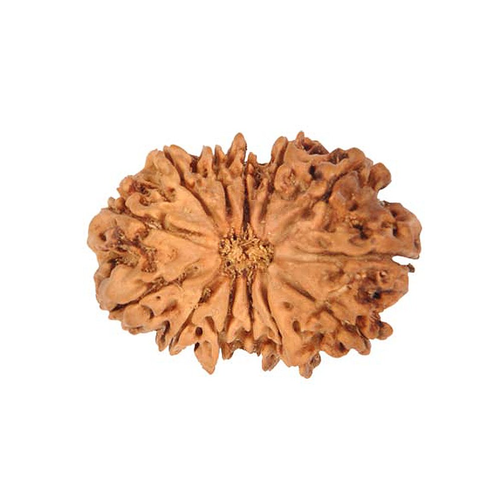 13 MUKHI RUDRAKSHA Unique