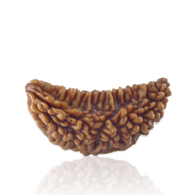 1 MUKHI Kaju (Collector)