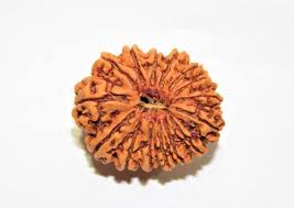 15 MUKHI RUDRAKSHA Premium