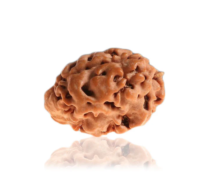 1 Mukhi Gol (Himalaya) Regular