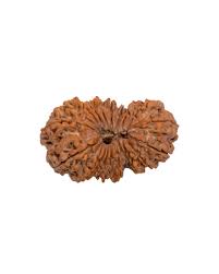 19 MUKHI RUDRAKSHA Regular