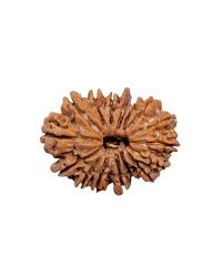 16 MUKHI RUDRAKSHA Regular
