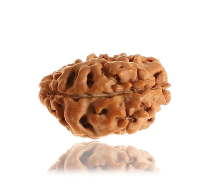 Unique 1 Mukhi Gol (Himalaya) Unique