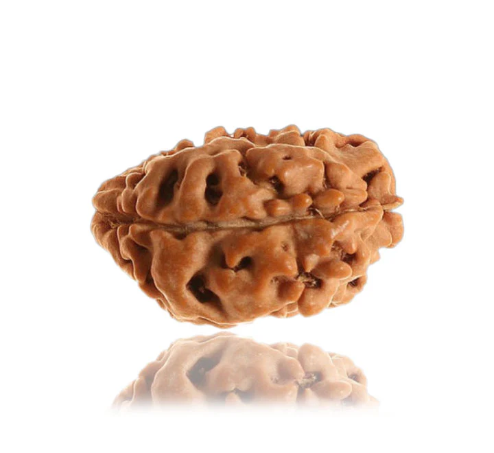 1 Mukhi Gol (Himalaya) Unique