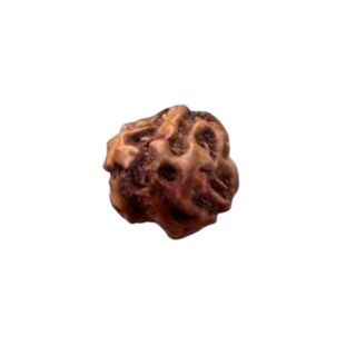 3 MUKHI RUDRAKSHA Indonesia (Hybrid) Unique