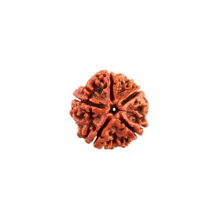 5 MUKHI RUDRAKSHA Premium