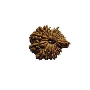 20 MUKHI RUDRAKSHA Unique