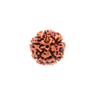5 MUKHI RUDRAKSHA Collector