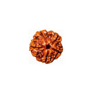 5 MUKHI RUDRAKSHA Unique