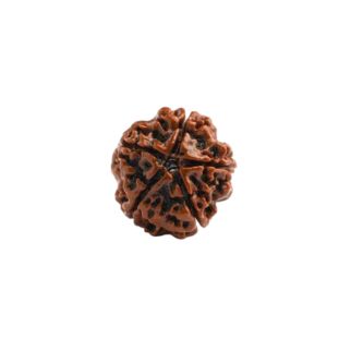 5 MUKHI RUDRAKSHA Regular