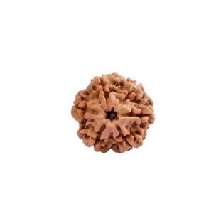 6 MUKHI RUDRAKSHA Unique