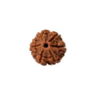 6 MUKHI RUDRAKSHA Premium